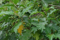 Solanum chrysotrichum