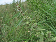 Teucrium scordium