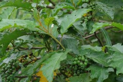 Solanum chrysotrichum