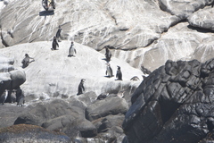 Spheniscus humboldti