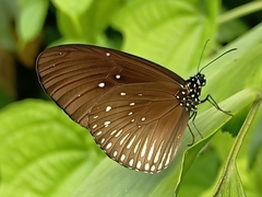 Euploea eyndhovii gardineri
