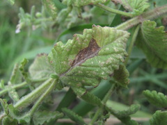 Teucrium scordium