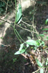 Jasminum nervosum