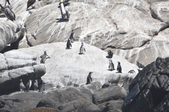 Spheniscus humboldti