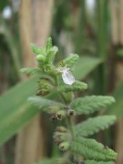Teucrium scordium