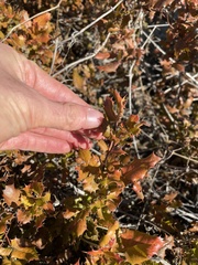 Berberis pinnata pinnata