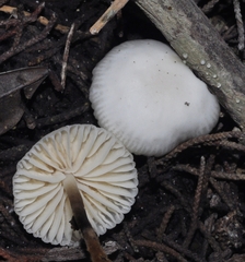 Marasmiellus