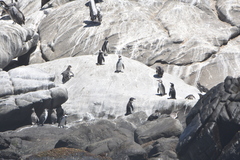 Spheniscus humboldti