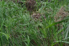 Cyperus textilis