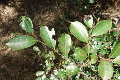 Glochidion rubrum