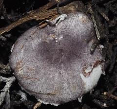 Leucoagaricus ionidicolor