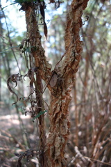 Zanthoxylum nitidum