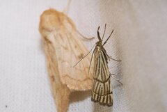 Chrysocrambus linetella