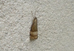 Chrysocrambus linetella