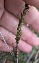 Cassytha filiformis