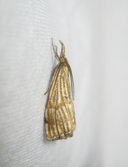 Chrysocrambus linetella