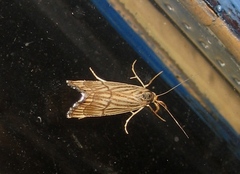 Chrysocrambus linetella