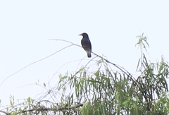 Chelidoptera tenebrosa