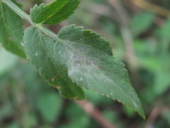 Erysiphe heraclei