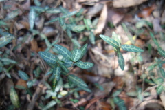 Trachelospermum asiaticum