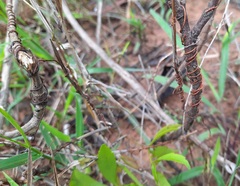 Cassytha filiformis