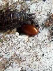 Mycetaea subterranea