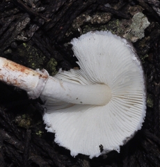 Leucoagaricus ionidicolor