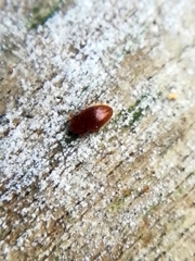 Mycetaea subterranea