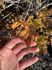 Berberis pinnata pinnata