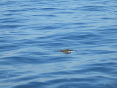 Lepidochelys olivacea