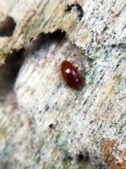 Mycetaea subterranea