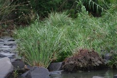 Cyperus textilis
