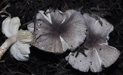 Leucoagaricus ionidicolor