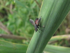 Eriothrix rufomaculata