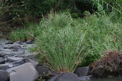 Cyperus textilis