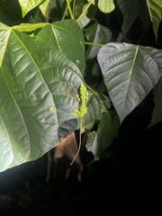Anolis biporcatus