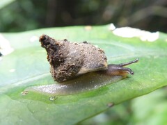 Sheldoniinae
