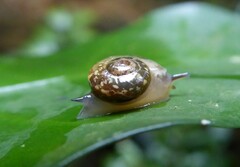 Sheldoniinae