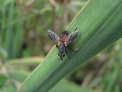 Eriothrix rufomaculata