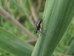 Eriothrix rufomaculata