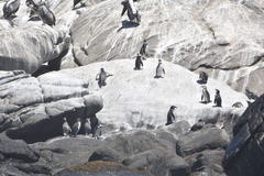 Spheniscus humboldti