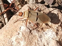 Dysdercus bimaculatus