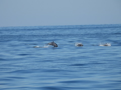 Stenella attenuata graffmani