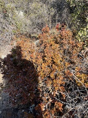 Berberis pinnata pinnata