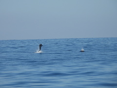 Stenella attenuata graffmani