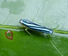 Poecilocarda cosmopolita