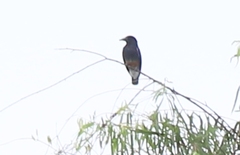 Chelidoptera tenebrosa