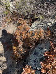 Berberis pinnata pinnata