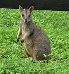 Petrogale assimilis