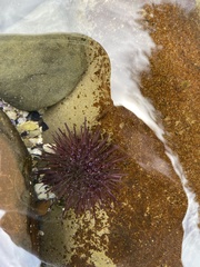 Heliocidaris erythrogramma